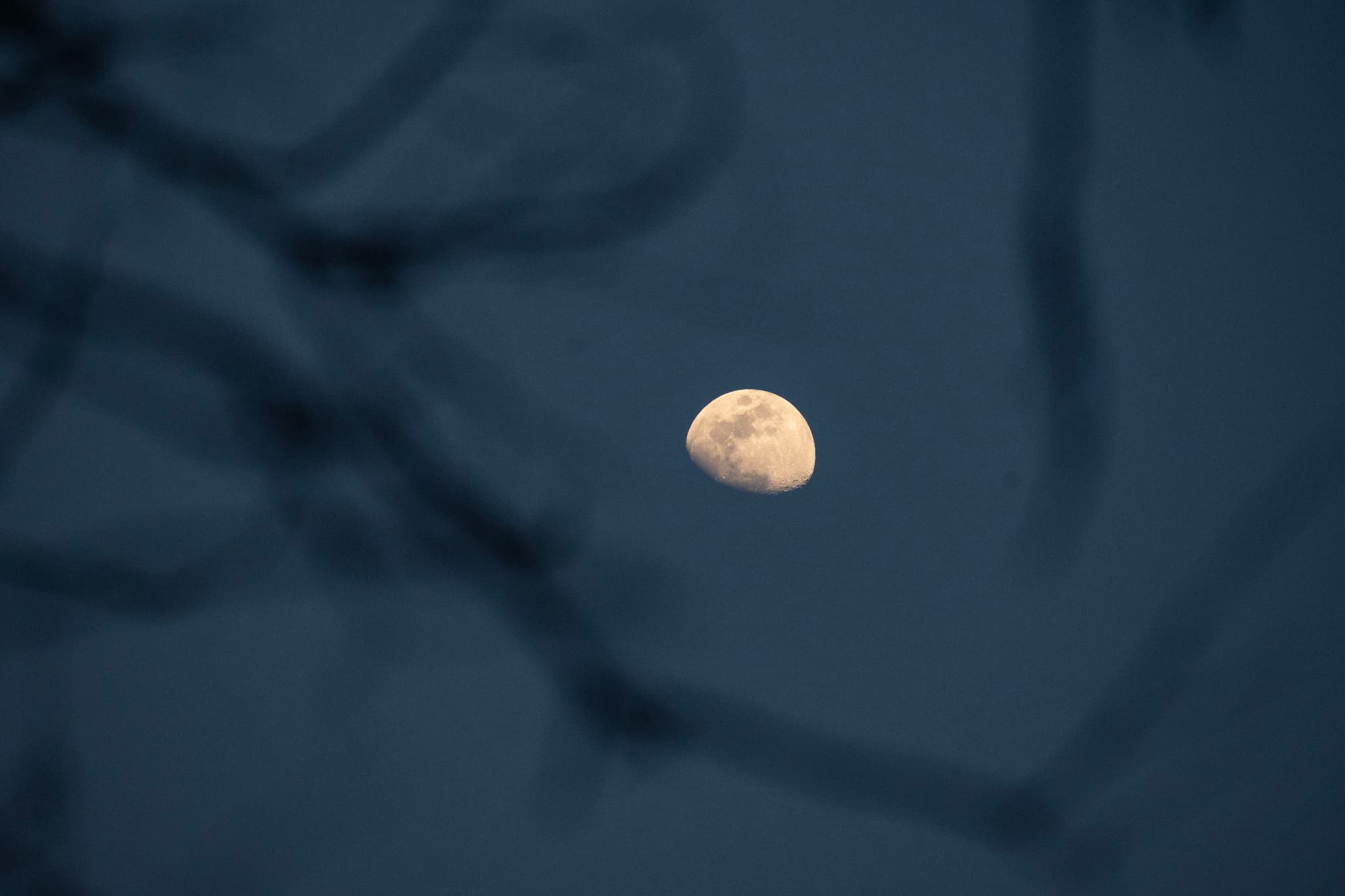 Moon on the tree