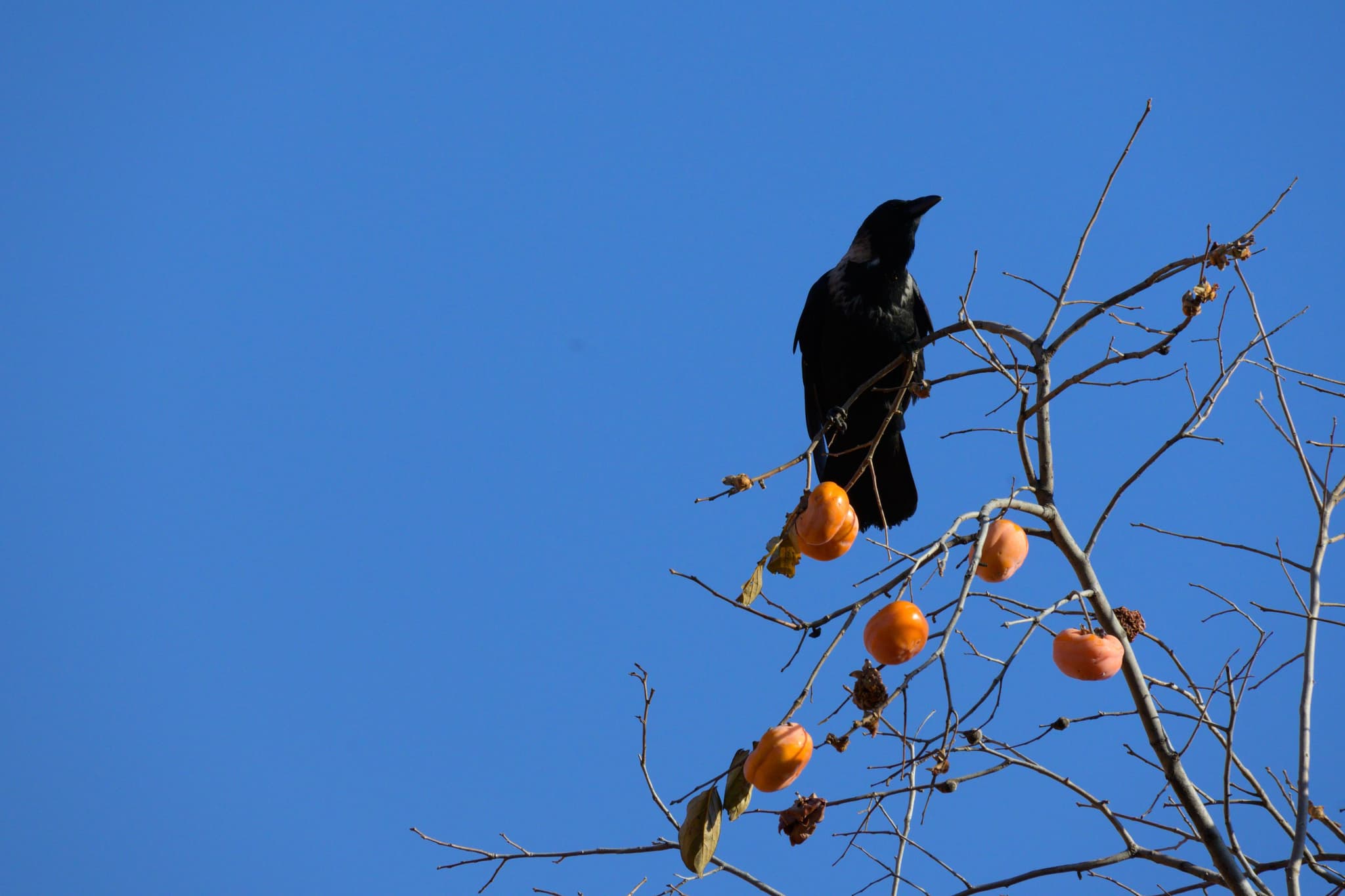 Persimmons like lanterns