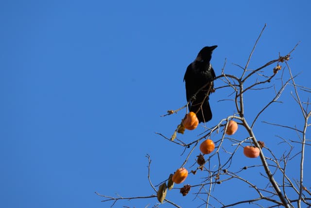 Persimmons like lanterns